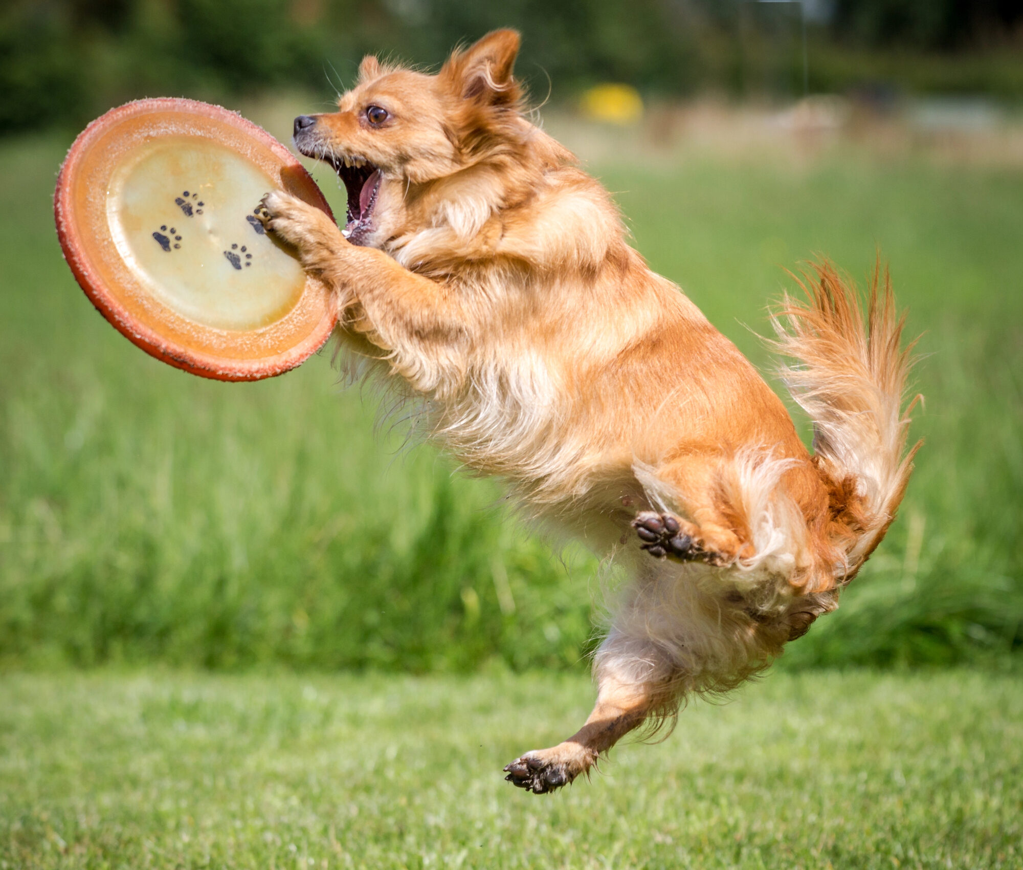 Active Dog Exercising